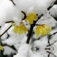 腊雪