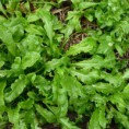 荠菜